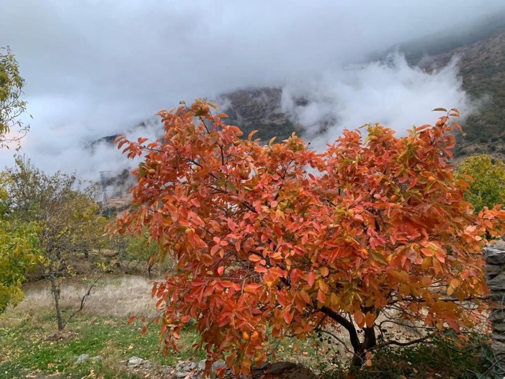 Cortijo Rural El Albercon - Capileira - Alpujarra Rural别墅 外观 照片