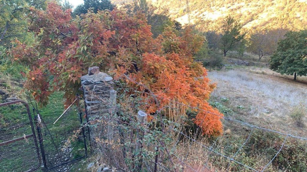 Cortijo Rural El Albercon - Capileira - Alpujarra Rural别墅 外观 照片