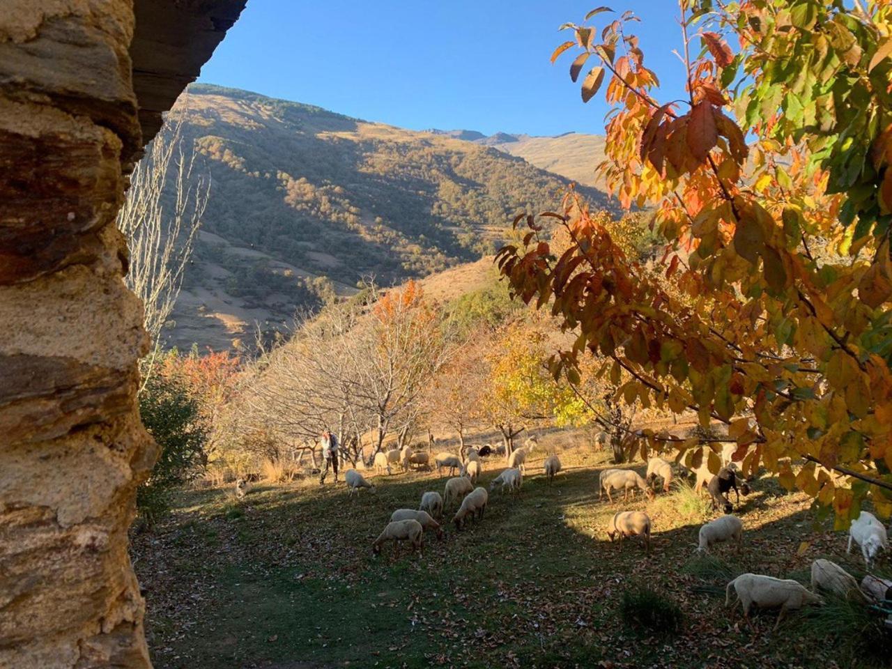 Cortijo Rural El Albercon - Capileira - Alpujarra Rural别墅 外观 照片